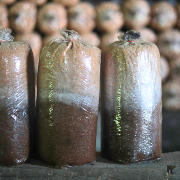 Baglog Jamur Tiram Cokelat - Gambar 4