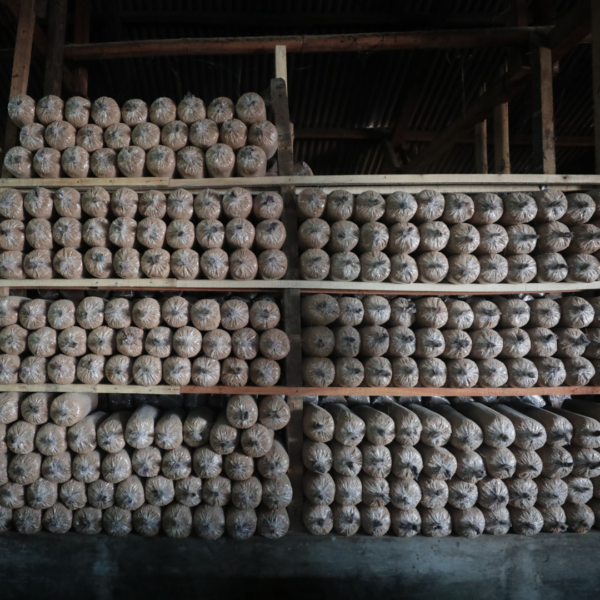 Baglog Jamur Tiram Cokelat - Gambar 5