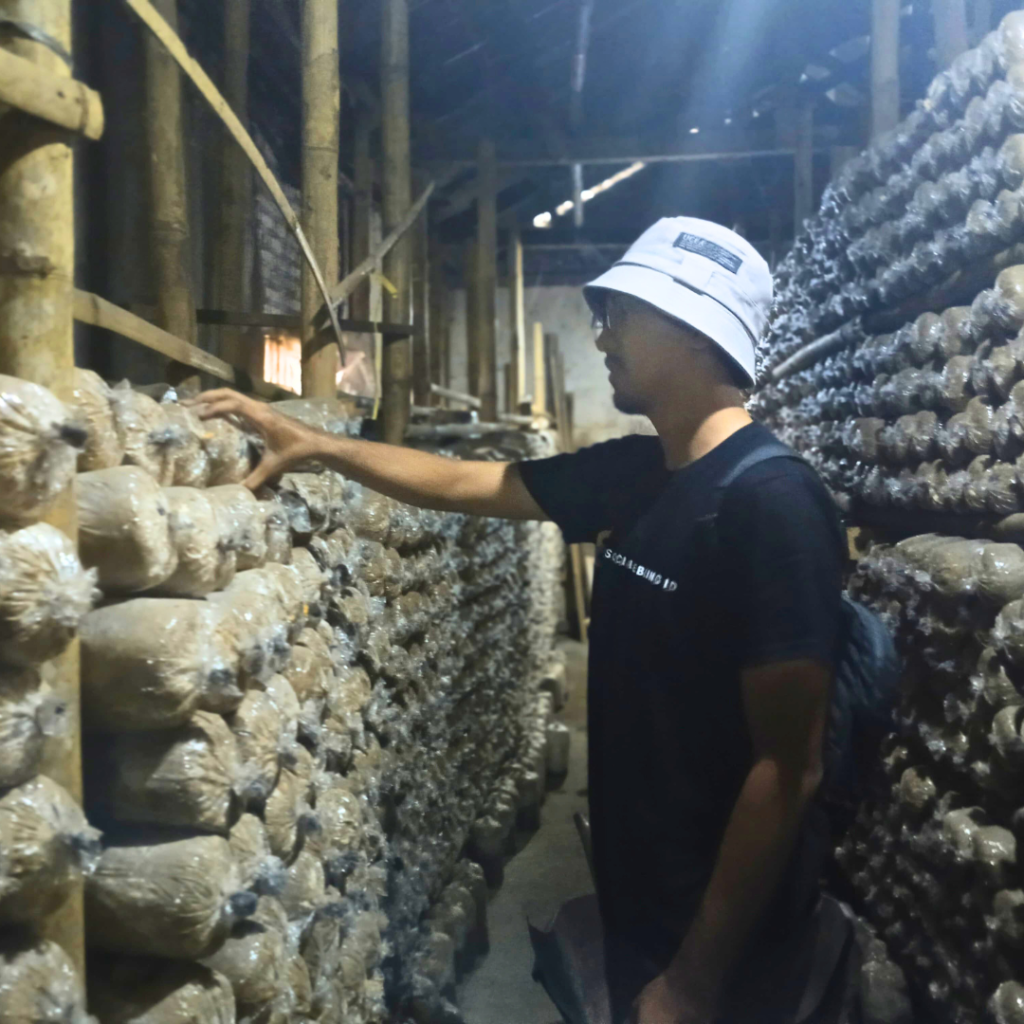 Cara Budidaya Jamur Tiram dengan Langkah-Langkah Simpel ini