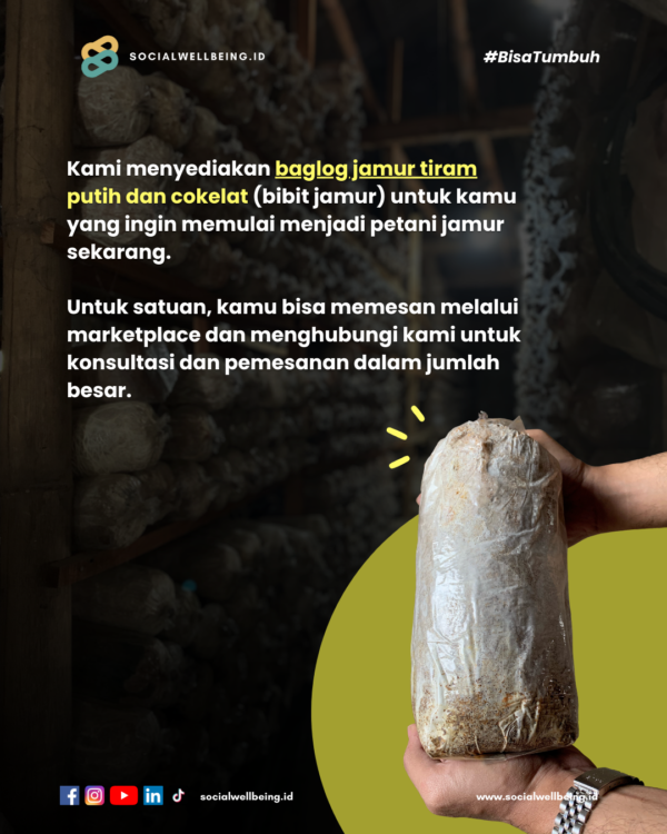 Baglog Jamur Tiram Cokelat - Gambar 2