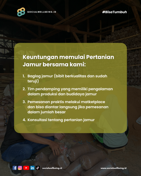 Baglog Jamur Tiram Cokelat - Gambar 3