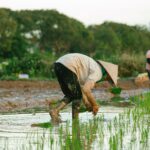 Saat Rupiah Melemah, Apa yang Bisa Dilakukan Petani?