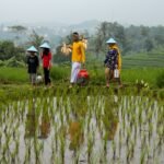 Ketahanan Pangan Kuat, Indonesia Cetak Rekor Pengadaan Beras Tertinggi Sepanjang Sejarah